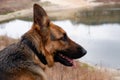 Rear view dog sitting on lakeside. Lake landscape, with German Shepherd. Royalty Free Stock Photo