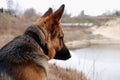 Rear view dog sitting on lakeside. Lake landscape, with German Shepherd. Royalty Free Stock Photo