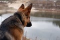 Rear view dog sitting on lakeside. Lake landscape, with German Shepherd Royalty Free Stock Photo