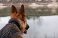 Rear view dog sitting on lakeside. Lake landscape, with German Shepherd. Royalty Free Stock Photo