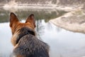 Rear view dog sitting on lakeside. Lake landscape, with German Shepherd. Royalty Free Stock Photo