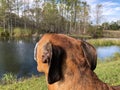 rear view of dog in swamp