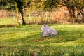 Rear view of a domestic white sheep resting on the green grass in the pasture on a sunny day Royalty Free Stock Photo