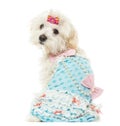 Rear view of a dressed up Maltese sitting, isolated Royalty Free Stock Photo