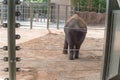 Behind view of medium size elephant walking inside compact space at Houston zoo, Texas, USA