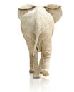 Rear view of elephant