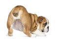 Rear view of an English Bulldog Puppy bottom up, 2 months old Royalty Free Stock Photo