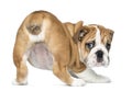 Rear view of an English Bulldog Puppy bottom up, 2 months old