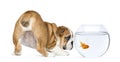 Rear view of an English Bulldog Puppy, 2 months old, staring at goldfish in a bowl aquarium Royalty Free Stock Photo