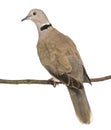 Rear view of an Eurasian Collared Dove perched