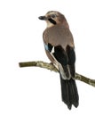 Rear view of an Eurasian Jay perching on a branch
