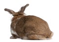 Rear view of a European Rabbit, Oryctolagus cuniculus Royalty Free Stock Photo