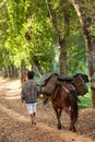 Rear view of farmer with horse carrying wicker baskets on the way to the tea field. Horse transporting. Doi Mae Salong, Mae Fa