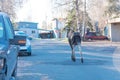 Rear view female moose walking on residential street of suburban houses with parked cars in Anchorage, Alaska Royalty Free Stock Photo