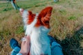 Rear view of a fluffy red and white dog that has raised its ears and stalked.