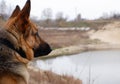 Rear view dog sitting on lakeside. Lake landscape, with German Shepherd Royalty Free Stock Photo