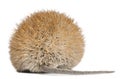 Rear view of Golden Spiny Mouse