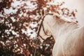 Rear view of a gray unsaddled dappled horse standing against the background of red foliage on a sunny autumn evening. Horses and