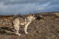 Rear view of a gray-white Siberian husky. The dog looks into the distance on the street Royalty Free Stock Photo