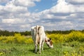 Rear view of a grazing cow in a meadow with blossom brassica rapa, yellow field flowers and a blue sky in the Netherlands Royalty Free Stock Photo