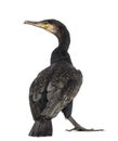 Rear view of a Great Cormorant, Phalacrocorax carbo Royalty Free Stock Photo