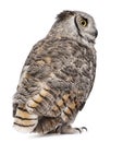 Rear view of Great Horned Owl