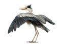 Rear view of an Grey Heron flapping its wings, Royalty Free Stock Photo
