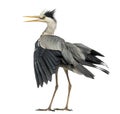 Rear view of an Grey Heron flapping its wings, screaming, Ardea