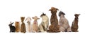 Rear view of a group of pets, Dogs, cats, rabbit, sitting