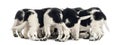 Rear view of a group of Stabyhoun puppies eating, Royalty Free Stock Photo