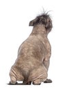 Rear view of a Hairless Mixed-breed dog, mix between a French bulldog and a Chinese crested dog, sitting Royalty Free Stock Photo