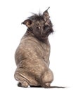 Rear view of a Hairless Mixed-breed dog, mix between a French bulldog and a Chinese crested dog, sitting Royalty Free Stock Photo