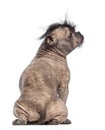 Rear view of a Hairless Mixed-breed dog, mix between a French bulldog and a Chinese crested dog, sitting and looking right Royalty Free Stock Photo