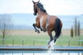 rear view of a horse soaring over a water jump Royalty Free Stock Photo