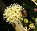 Rear View of Hoverfly Eristalis Tenax on Fatsia Flower