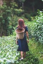 A woman walking and picking tea leaf in a highland tea plantation Royalty Free Stock Photo