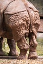Rear view of Indian rhinoceros (Rhinoceros unicornis) Royalty Free Stock Photo