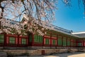 Rear view of Jagyeongjeon in Gyeongbokgung Palace with Cherry blossoms, Seoul, South Korea Royalty Free Stock Photo