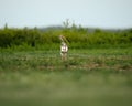 Rear View Of A Juvenile White Ibis Standing On Grass With A Blurred Background