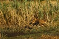 Rear View of a large lion jumping over the water