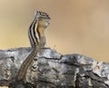 Rear view of least chipmunk on linb Royalty Free Stock Photo