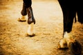 A rear view of the legs of a black horse, which with shod hooves steps on asphalt with sand