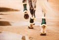 A rear view of the legs of a gray horse with shod hooves and a long white tail, which is walking on a wet road. Photo of a horse