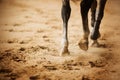 A rear view of the legs of a gray horse that trots around the arena, stepping with its hooves on the sand and kicking up dust. Royalty Free Stock Photo