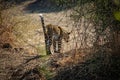 Rear view of leopard going away to basin