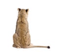 Rear view of lion, Panthera leo, 9 months old, in front of white background