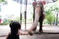 Rear view of little child girl feeding banana food to big elephant. Animal in the zoo. Kid love animal. Royalty Free Stock Photo