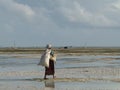 Rear view of local woman collecting seaweed, Jambiani, Zanzibar