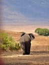 Rear view lone elephant walking path, Serengeti National Park, Kenya