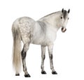 Rear view of a Male Andalusian, 7 years old, also known as the Pure Spanish Horse or PRE, looking back Royalty Free Stock Photo